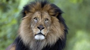 К чему снится лев | СОН ЛЕВ | Толкование сна | Сонник