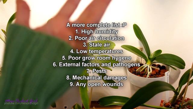 Saving dehydrated Orchids - Part 2 | What I do and don't do смотреть онлайн