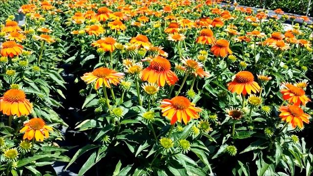 Best Perennials - Echinacea Sombrero® Adobe Orange (Coneflower) смотреть онлайн