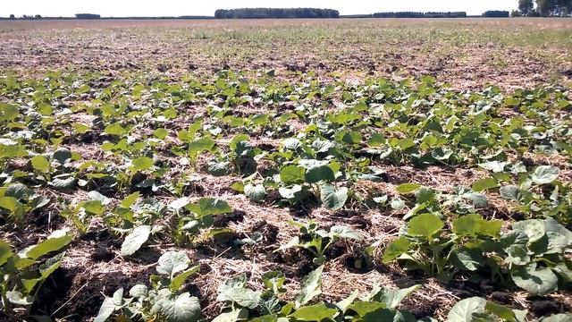 Рапс яровой. Состояние на 24.06.2020. No-till смотреть онлайн