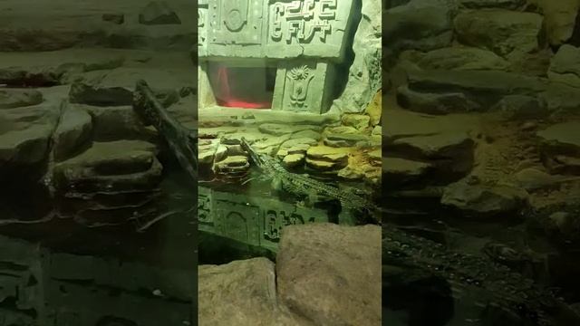 ?Гавиаловый крокодил! #зоопарк смотреть онлайн