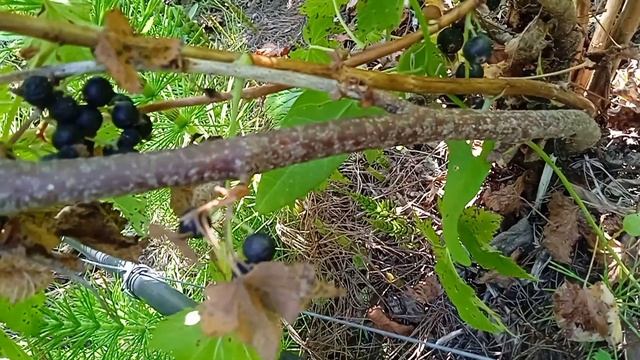 Щитовка. Вредитель смородины.Борьба.Причина поражения. смотреть онлайн