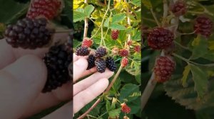 Ежевика Дикое сокровище