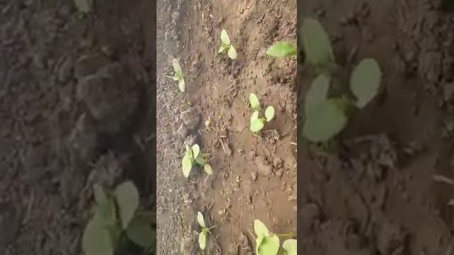 Дачный сезон арбузы в северных регионах смотреть онлайн