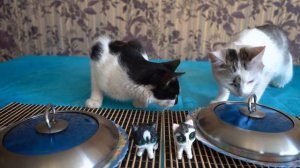 АНТИСТРЕСС VS ЕДА! КОТ и КОШЕЧКА МУРКА и Squishy Food VS REAL FOOD CHALLENGE!