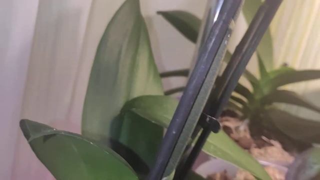 фаленопсис Интрига особенности сорта. смотреть онлайн