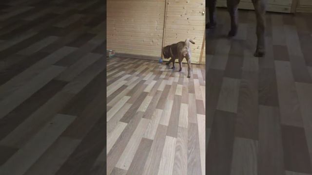 Саша, шпиц и шарпей играют с мячиком смотреть онлайн