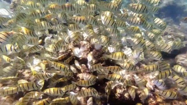 Мальдивы, отель Bandos Island Resort & Spa 4*