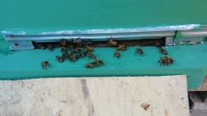 Странное поведение пчёл на летке.