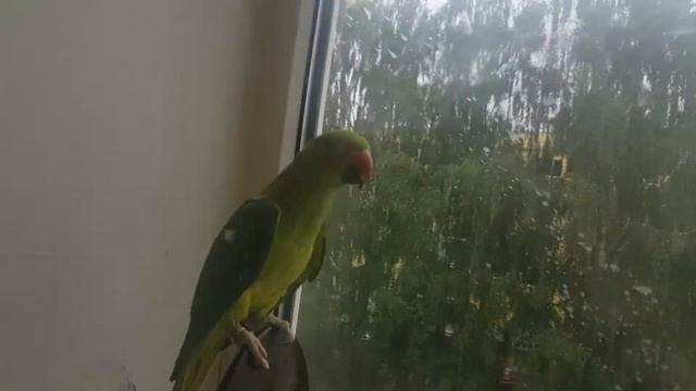 Как отучить попугая кусаться??(три способа) смотреть онлайн