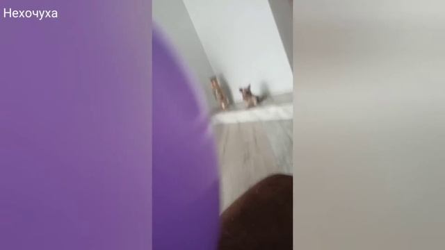 Нехочуха смотреть онлайн