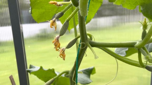 29июня 2021 обзор моей теплицы смотреть онлайн