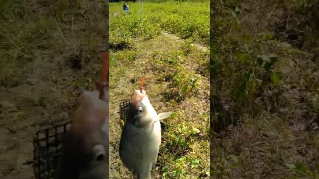 Астраханская рыбалка. Яманцуг. 29.08.2023. смотреть онлайн