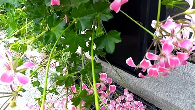 Три уличные красотки. Мои плющелистные пеларгонии смотреть онлайн
