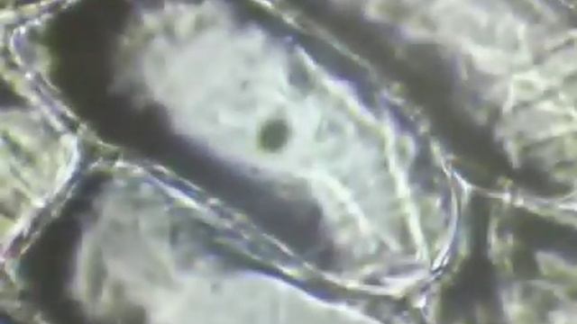 Клетки лука Под микроскопом mpg смотреть онлайн