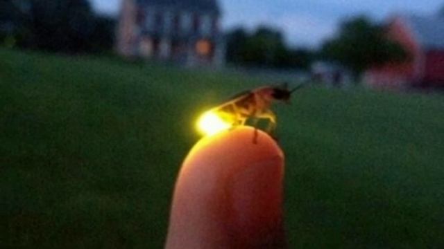 Светлячки и их Вечный Фонарик | Почему Светлячок светится ? | Как это работает ? смотреть онлайн