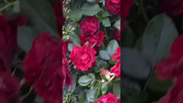 Омаж а Барбара (Hommage a Barbara) - ім'я троянди смотреть онлайн