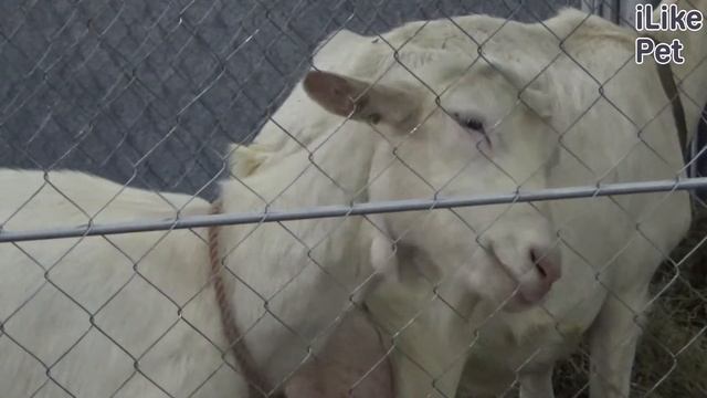 4 самых распространенных ошибки при уходе за козами на ilikepet смотреть онлайн