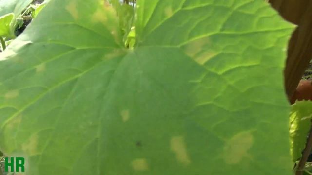 ⟹ WHITE WONDER Cucumber | Cucumis Sativus | Cucumber Review