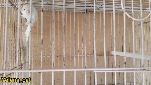 Как выбрать правильно канарейку и мой новый питомец ? ! How to choose a Bird , And My New Parrot ! смотреть онлайн