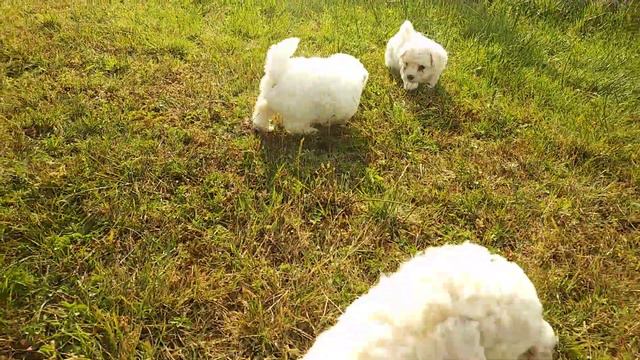 Щенки Бишона Фризе (июль 2018) смотреть онлайн