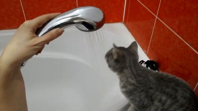 Кошка любит трогать воду смотреть онлайн