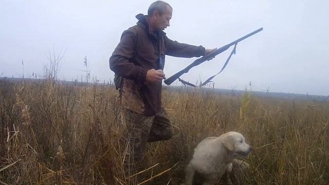 охота на перепела золотистый ретривер Дейка смотреть онлайн