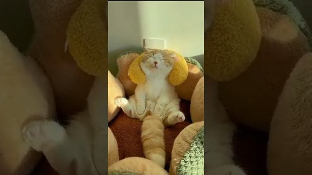 я 🐱кот смотреть онлайн