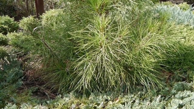 Сосна крымская, она же Сосна Палласа |  Pinus Nigra Subsp. Pallasiana