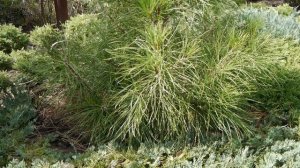 Сосна крымская, она же Сосна Палласа |  Pinus nigra subsp. pallasiana