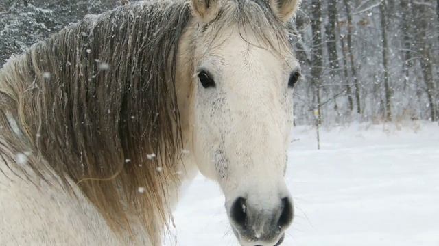 ЛОШАДЬ. Удивительные факты. смотреть онлайн