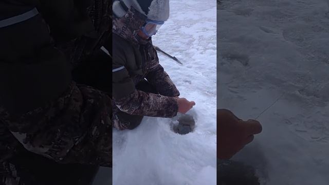 Северный налим.Гиганты. смотреть онлайн