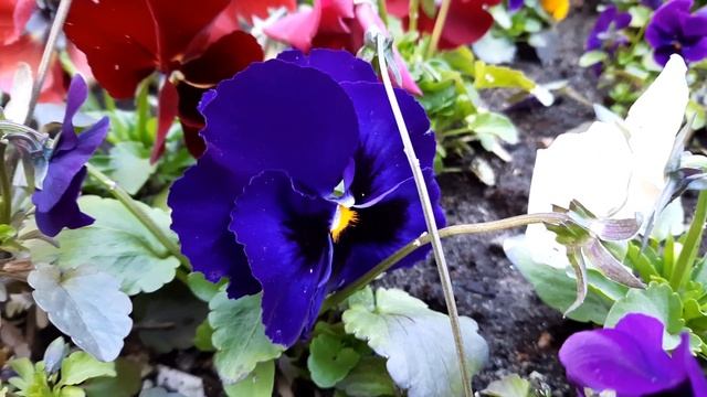 Фиалка трёхцветная/Анютины глазки/Viola Tricolor/Фиалка Виттрока/Viola Wittrockiana/Виола