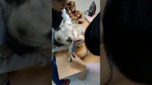 Снимаем мерки собаке