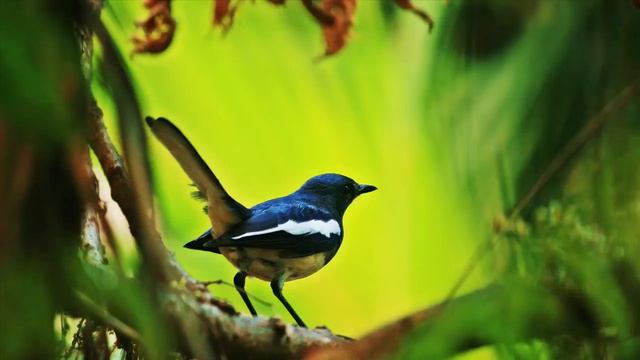 Эта музыка хорошо поднимает настроение  Пение птиц, фортепиано и скрипка