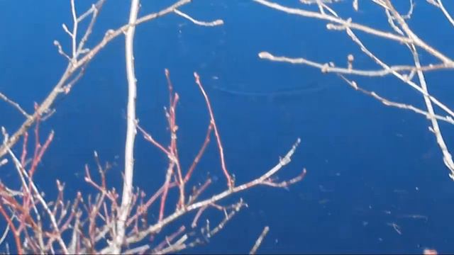 Елец перед нерестом