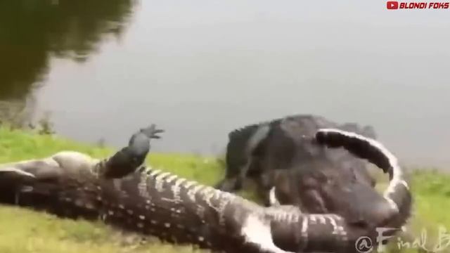 10 Самых Опасных Морских Животных В Мире! - Убийца Косаток!