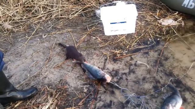 #8) Норка тырит улов: окуня трофейного и живца карася. смотреть онлайн