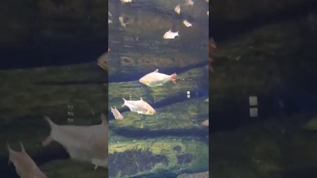 ЩУКА I РЫБА ЩУКА I ХИЩНАЯ ЩУКА U ОПАСТНАЯ ЩУКА I ГОЛОДНАЯ ЩУКА I #щука #хощник #голодная #хощная смотреть онлайн