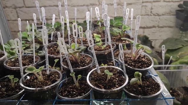 Бизнес на фиалках в домашних (комнатных) условиях по честному смотреть онлайн