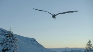 Полёт Джона Сноу на драконе Рэйгале