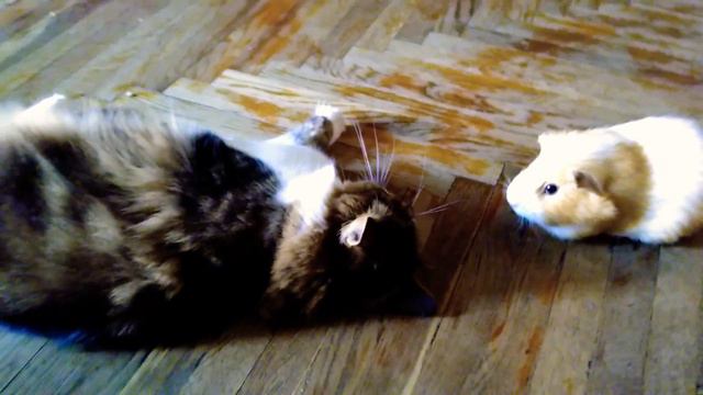 Кошка заигрывает с морской свинкой 😻💓🐖 смотреть онлайн