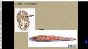 Тип Хордовые