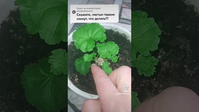 Сохнут листья у герани. ??? смотреть онлайн