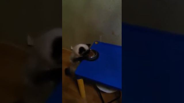 Когда очень хочется есть смотреть онлайн