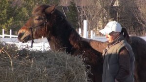 Как завоевать к себе расположение жеребенка