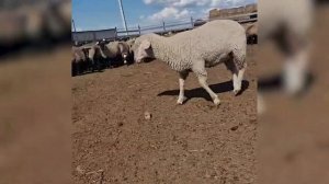 Лучшие бараны в России! Мериноландшаф, Суффолк и Романовские породы овец! Овцеводство как бизнес