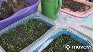 Как подсыпать грунт под рассаду лука/Порея, Эксибишен и Ялтенского.