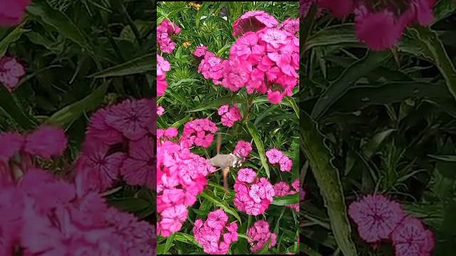 Бабочка-колибри на Куликовом поле смотреть онлайн