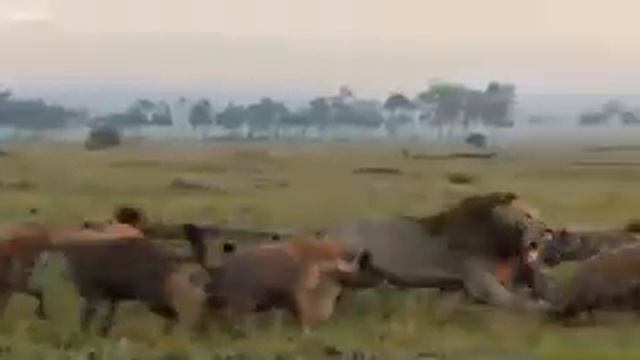 "Wert" смотреть онлайн